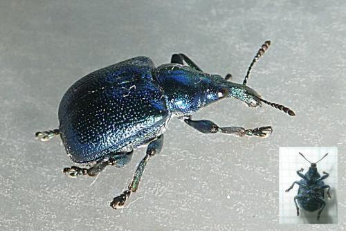 Byctiscus betulae